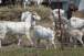 resIMG_20110417_5405.JPG